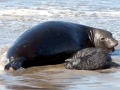 Northern Elephant Seal