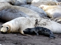 Northern Elephant Seal