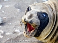 Northern Elephant Seal