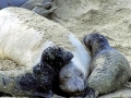 Northern Elephant Seal