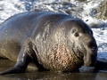 Northern Elephant Seal