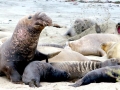 Northern Elephant Seal