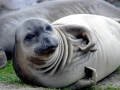 Northern Elephant Seal