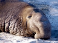 Northern Elephant Seal