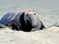 Northern Elephant Seal