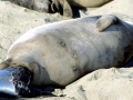 Northern Elephant Seal