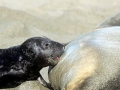 Northern Elephant Seal