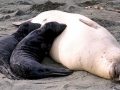 Northern Elephant Seal