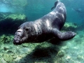 Northern Elephant Seal