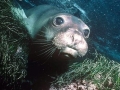 Northern Elephant Seal
