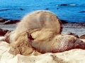 Northern Elephant Seal