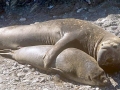 Northern Elephant Seal