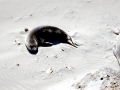 Northern Elephant Seal