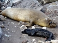 Northern Elephant Seal
