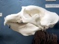 Northern Elephant Seal
