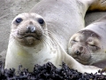 Northern Elephant Seal