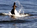 Northern Elephant Seal