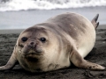 Northern Elephant Seal