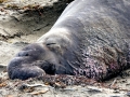 Northern Elephant Seal