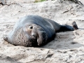 Northern Elephant Seal