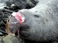 Northern Elephant Seal
