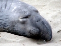 Northern Elephant Seal