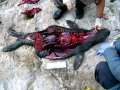 Northern Elephant Seal