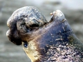 Northern Elephant Seal