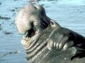 Northern Elephant Seal