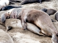 Northern Elephant Seal