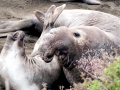 Northern Elephant Seal
