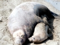 Northern Elephant Seal