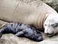 Northern Elephant Seal