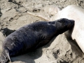 Northern Elephant Seal