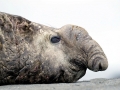 Northern Elephant Seal