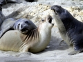 Northern Elephant Seal