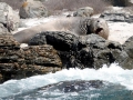 Northern Elephant Seal
