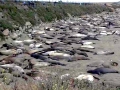 Northern Elephant Seal
