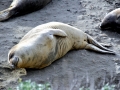 Northern Elephant Seal