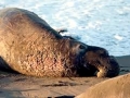 Northern Elephant Seal