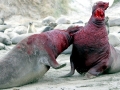 Northern Elephant Seal