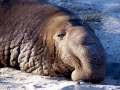 Northern Elephant Seal