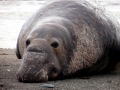 Northern Elephant Seal