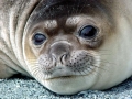 Northern Elephant Seal