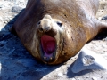 Northern Elephant Seal