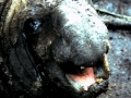 Northern Elephant Seal