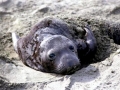 Northern Elephant Seal