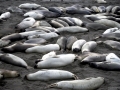 Northern Elephant Seal
