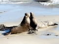 Northern Elephant Seal
