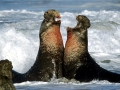Northern Elephant Seal